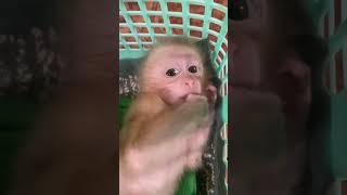 Monkey Lucky Hello friends