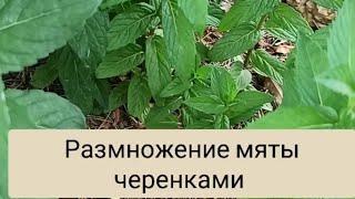 Коллекция мяты из маленькой веточки. Размножение мяты черенками.