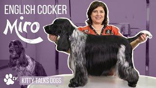 Show grooming Miro the English Cocker | Kitty Talks Dogs - TRANSGROOM