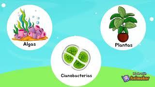 Organismos Fotoautótrofos y quimioautótrofos