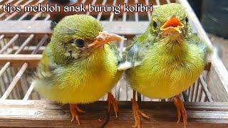 tips cara meloloh anakan burung Kolibri kelapa agar cepat besar.