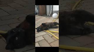 Наша Чернулечка️