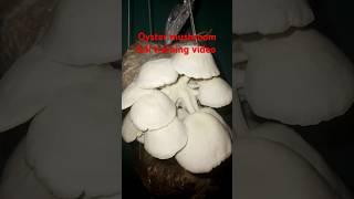 Oyster mushroom full training video at home #agriculture knowledge video of mushroom #