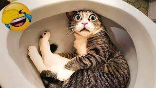  So Funny! Funniest Cats and Dogs  Funny Cats Moments 