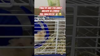 #music #cute #funny #diet #pets#trending #hamstersinahouse #viralvideo #shorts_ #yt #youtubeshorts