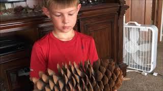 MASSIVE HUGE Sugar Pine Sequoia National Forest Giant Pine Cone WOW From California