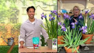 Barbara King 3-Piece Siberian Iris On Mulberry Street Plants on QVC