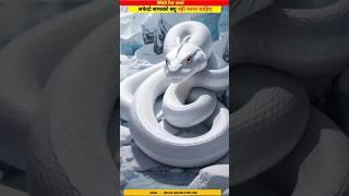 सफेद सापको क्यू नही मारना चाहिए | Why we don't kill white snake | #islam #shortfeed #shorts