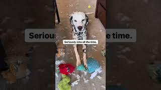 What Life is Like With A Dalmatian #dog #funnyanimal #dogsworld #funnydog #funnyshorts #funny #dogs