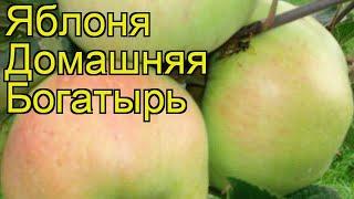 Яблоня домашняя Богатырь. Краткий обзор, описание характеристик malus domestica Bogatyr