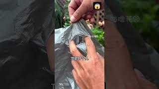  Rose fumigation method to kill insects Love life love growing flowers and green plants#flowers