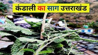 kandali ka saag uttarkhand || pahadi Gulzar || Naveen rawat||