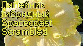 Лилейник гибридный Спейскост Скрамблед. Краткий обзор, описание hemerocallis Spacecoast Scrambled