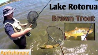 Fly Fishing For Brown Trout Around Lake Rotorua New Zealand