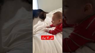 funny cat with baby boy #funny #cat #funnyvideos #funnyanimals  #NewPepsiHitMeLike  #foryou #cutezoo