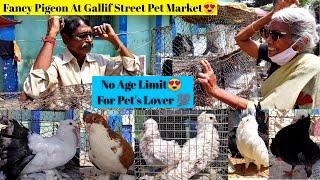 Cheapest Fancy PigeonMarket || Gallif Street Pet Market, Shyambazar, Kolkata.