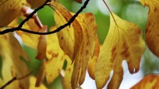Medley Sentimental reasons & Autumn leaves by Peter John Bosse
