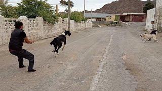 Душман - когда не поделили дорогу Туркменский Волкодав Turkmen Alabay Central Asian Dogs Alabai