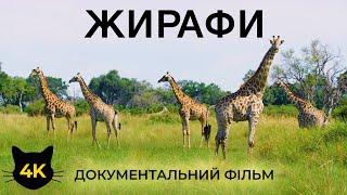 ЖИРАФИ - Найвищі тварини у світі - Документальний фільм про дику природу 4К