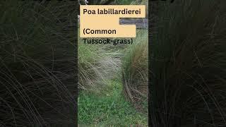 Poa labillardierei (Common Tussock grass)