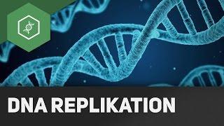 DNA Replikation - Wie funktioniert's?!