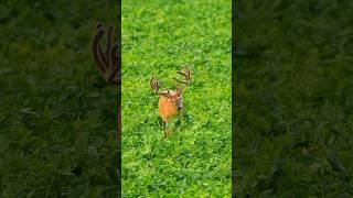 PLANTING SUMMER FOOD PLOTS! Best summer food plots for whitetail deer #foodplots #whitetail #hunt