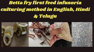 Betta fry first feed infusoria culturing and maintenance in English, Hindi and Telugu