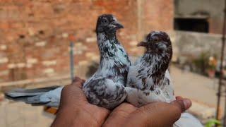 Gave some brothers pure Punjabi Malwai pigeons in Delhi for Rs. 2000 8447579723
