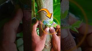 Easy skill grafting techniques, Gardening hacks #grafting #shorts #shortsfeed #satisfying