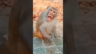 cute canary  & monkey  funny #funnyvideos #canary #monkey #viral #funny #cute #yt