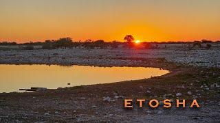 Kunene Namibia Adventure - Exploring Etosha! #etosha #wildlife