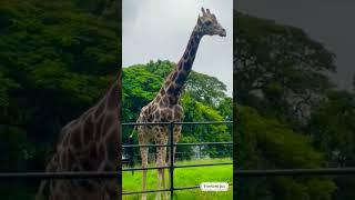 Mysore Zoo. 9 /8/2022#shorts #mysorezoo #zoo full vdok channelil kerikko