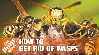 How to Get Rid of Wasps Around the House | The Home Depot