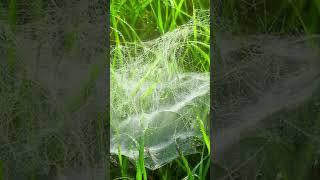 Have YOU Seen These WEBS?! ️ Animal Fact Files #facts #animals #wildlife