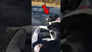 This Dog Is Super SMART #dog #smart #shorts