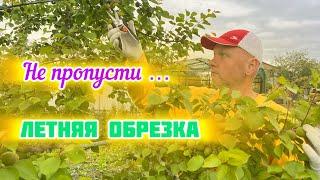 Летняя обрезка.Формирование кроны