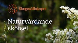 Naturvårdande skötsel – en kort film med tips till dig som skogsägare