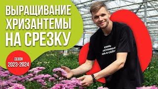 Теплица с хризантемой. 10 сортов на срезку. Как мы их выращиваем?