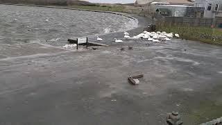 High winds at Marine Lake, Southport. Swans skipping morning swim!