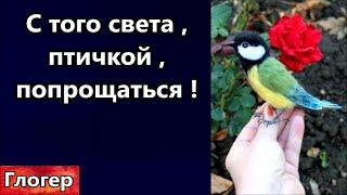 С того света , птичкой , попрощаться ! И прилетает тебе позитивное дерево в задницу ! #мир #сша