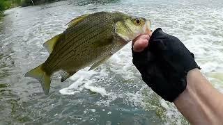 Fox River fishing for smallies at the spillway