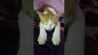 Funny Cat Creamy Sleeping in Weird Position
