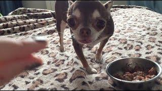 The greedy chihuahua. Barking and biting