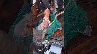 33kg 대왕 피문어 #피문어 #대왕문어