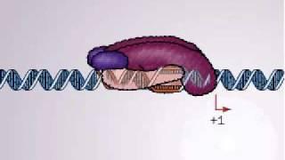 Transcription in Bacteria | Promoter and promoter complex