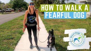 How to walk a fearful dog