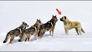 Wolves VS Kangal Dog Meet in The Wild!