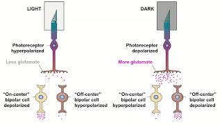 Receptive Fields and ON/OFF Center Bipolar Cells