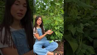 From My Bowl: Green Bean Harvest | Ferry-Morse Garden Get-Together 2025 Ep. 5