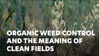 Organic Weed Control and the Meaning of 'Clean Fields'